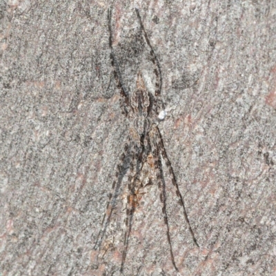 Tamopsis fickerti (Two-tailed spider) at Bruce, ACT - 7 Aug 2019 by Harrisi