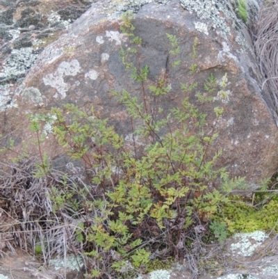 Cheilanthes sieberi (Rock Fern) at Pine Island to Point Hut - 1 Jul 2014 by michaelb