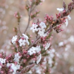 Leucopogon attenuatus (Small-leaved Beard Heath) at Bonython, ACT - 29 Jul 2019 by michaelb