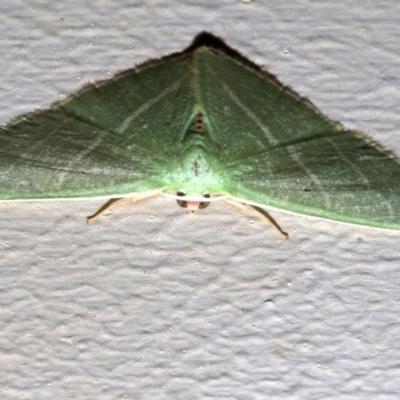 Urolitha bipunctifera (An Emerald moth) at Lilli Pilli, NSW - 8 Aug 2019 by jbromilow50