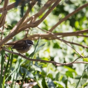 Sericornis frontalis at Murrumbateman, NSW - 7 Aug 2019