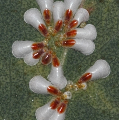 Pulvinaria sp. (genus) (Unidentified Pulvinaria scale insect) at Acton, ACT - 8 Aug 2019 by TimL