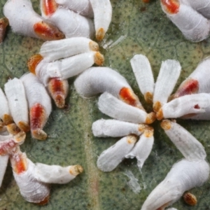 Pulvinaria sp. (genus) at Acton, ACT - 8 Aug 2019