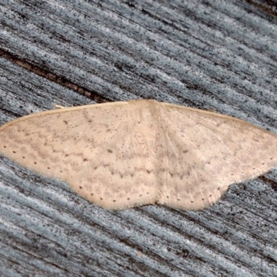 Scopula optivata (Varied Wave) at Lilli Pilli, NSW - 8 Aug 2019 by jbromilow50