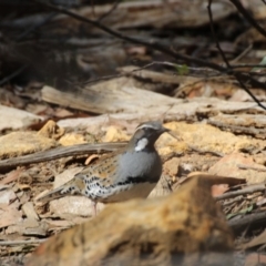 Cinclosoma punctatum (Spotted Quail-thrush) at Wattle Ridge - 7 Aug 2019 by Magpie