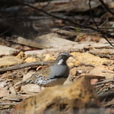 Cinclosoma punctatum (Spotted Quail-thrush) at Wattle Ridge - 7 Aug 2019 by Magpie