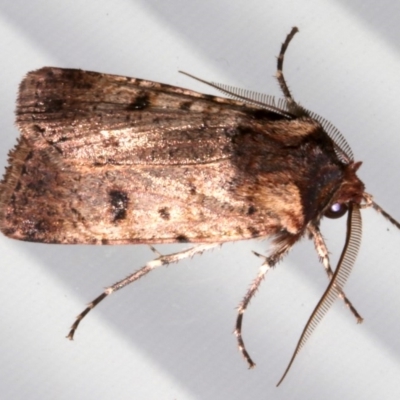 Agrotis porphyricollis (Variable Cutworm) at Lilli Pilli, NSW - 8 Aug 2019 by jbromilow50