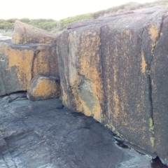 Unidentified Lichen at Bawley Point, NSW - 15 Aug 2019 by GLemann