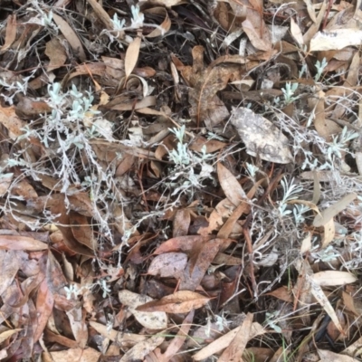 Chrysocephalum apiculatum (Common Everlasting) at Griffith, ACT - 9 Aug 2019 by AlexKirk