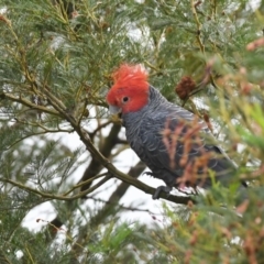 Callocephalon fimbriatum (Gang-gang Cockatoo) at Penrose, NSW - 23 Dec 2018 by NigeHartley