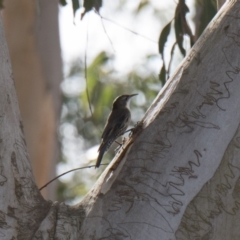 Cormobates leucophaea (White-throated Treecreeper) at Penrose - 19 May 2019 by NigeHartley