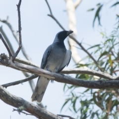 Coracina novaehollandiae (Black-faced Cuckooshrike) at Penrose - 2 Jan 2019 by NigeHartley