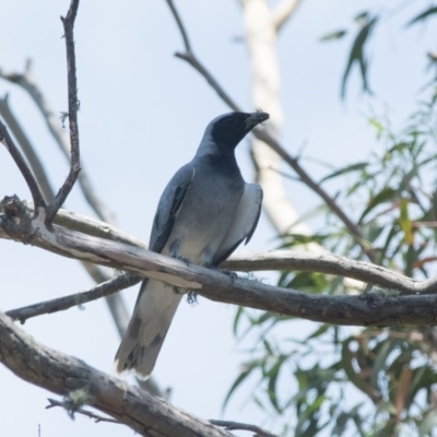 Coracina novaehollandiae (Black-faced Cuckooshrike) at Penrose - 2 Jan 2019 by NigeHartley