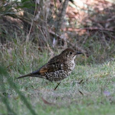 Zoothera lunulata (Bassian Thrush) at Penrose, NSW - 10 Jul 2018 by NigeHartley