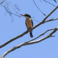 Todiramphus sanctus (Sacred Kingfisher) at Penrose - 25 Dec 2018 by NigeHartley