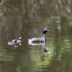 Tachybaptus novaehollandiae (Australasian Grebe) at Penrose, NSW - 25 Dec 2018 by NigeHartley