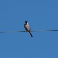 Passer domesticus (House Sparrow) at Wingello, NSW - 8 Dec 2018 by NigeHartley