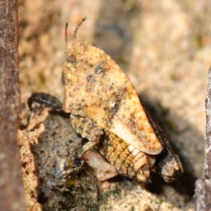 Tetrigidae (family) at Bruce, ACT - 7 Aug 2019