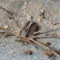 Opiliones (order) (Unidentified harvestman) at Hackett, ACT - 8 Aug 2019 by Harrisi