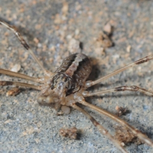 Megalopsalis (genus) at Hackett, ACT - 8 Aug 2019 03:43 PM