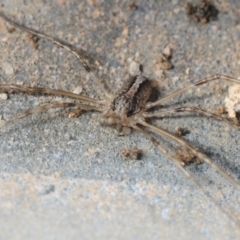 Megalopsalis (genus) at Hackett, ACT - 8 Aug 2019 03:43 PM