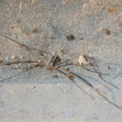 Megalopsalis (genus) at Hackett, ACT - 8 Aug 2019 03:43 PM