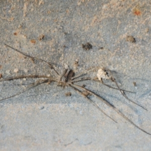 Megalopsalis (genus) at Hackett, ACT - 8 Aug 2019 03:43 PM