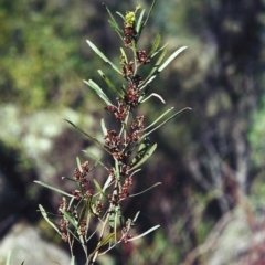 Dodonaea viscosa (Hop Bush) at Conder, ACT - 15 Sep 2000 by michaelb