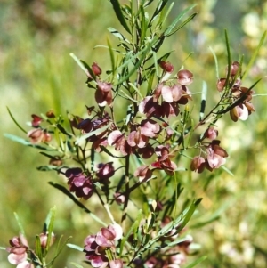 Dodonaea viscosa at Conder, ACT - 31 Oct 1999