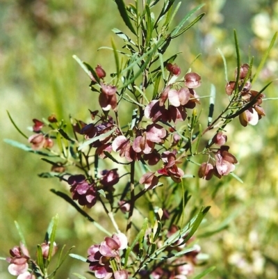 Dodonaea viscosa (Hop Bush) at Conder, ACT - 30 Oct 1999 by michaelb