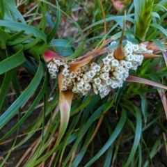 Dracophyllum oceanicum at Beecroft Peninsula, NSW - 10 Aug 2019 by Margot