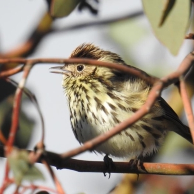 Pyrrholaemus sagittatus (Speckled Warbler) at Cooleman Ridge - 10 Aug 2019 by HelenCross