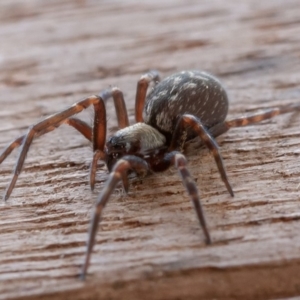 Badumna insignis at Symonston, ACT - 10 Aug 2019 02:44 PM