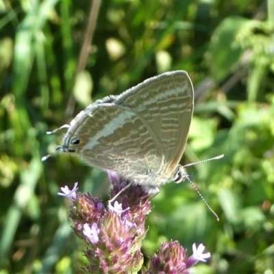 Lampides boeticus (Long-tailed Pea-blue) at Undefined, NSW - 23 Mar 2019 by HarveyPerkins