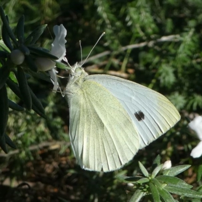 Pieris rapae (Cabbage White) at Undefined, NSW - 26 Mar 2019 by HarveyPerkins