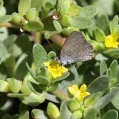 Zizina otis (Common Grass-Blue) at Undefined, NSW - 26 Mar 2019 by HarveyPerkins