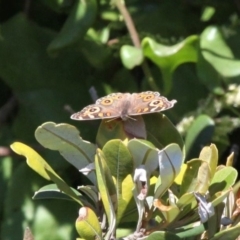 Junonia villida (Meadow Argus) at Undefined, NSW - 26 Mar 2019 by HarveyPerkins