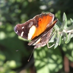 Vanessa itea (Yellow Admiral) at Undefined, NSW - 25 Mar 2019 by HarveyPerkins