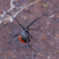 Latrodectus hasselti (Redback Spider) at Symonston, ACT - 11 Aug 2019 by rawshorty