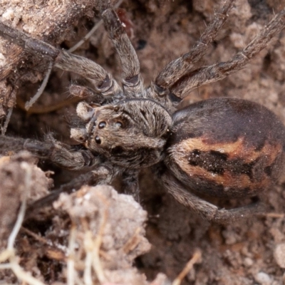 Tasmanicosa sp. (genus) (Unidentified Tasmanicosa wolf spider) at Jerrabomberra, ACT - 11 Aug 2019 by rawshorty