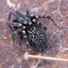 Badumna insignis (Black House Spider) at Isaacs Ridge - 11 Aug 2019 by rawshorty