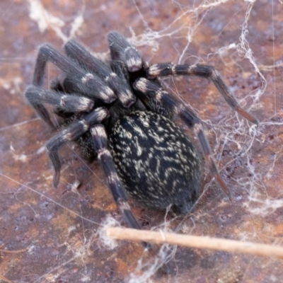 Badumna insignis (Black House Spider) at Symonston, ACT - 11 Aug 2019 by rawshorty