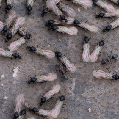 Iridomyrmex sp. (genus) (Ant) at Jerrabomberra, ACT - 11 Aug 2019 by rawshorty