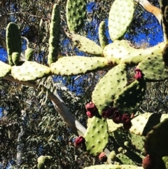 Opuntia ficus-indica (Indian Fig, Spineless Cactus) at Holt, ACT - 11 Aug 2019 by ruthkerruish