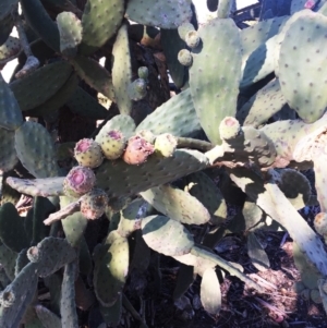 Opuntia ficus-indica at Holt, ACT - 11 Aug 2019 03:00 PM