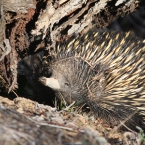 Tachyglossus aculeatus at Hughes, ACT - 11 Aug 2019 06:32 PM