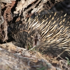 Tachyglossus aculeatus at Hughes, ACT - 11 Aug 2019 06:32 PM