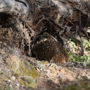 Tachyglossus aculeatus at Hughes, ACT - 11 Aug 2019 06:32 PM