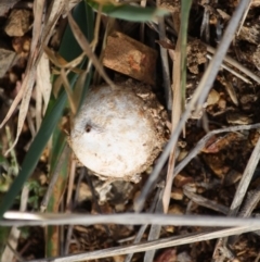 Tulostoma (Stalkball) at Deakin, ACT - 11 Aug 2019 by LisaH