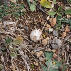 Tulostoma at Deakin, ACT - 11 Aug 2019